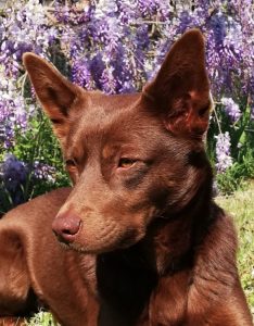 Nube-Grisodog
