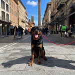 CITY DOG WALK