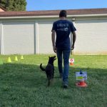 RALLY-OBEDIENCE