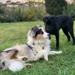 PUPPY CLASS